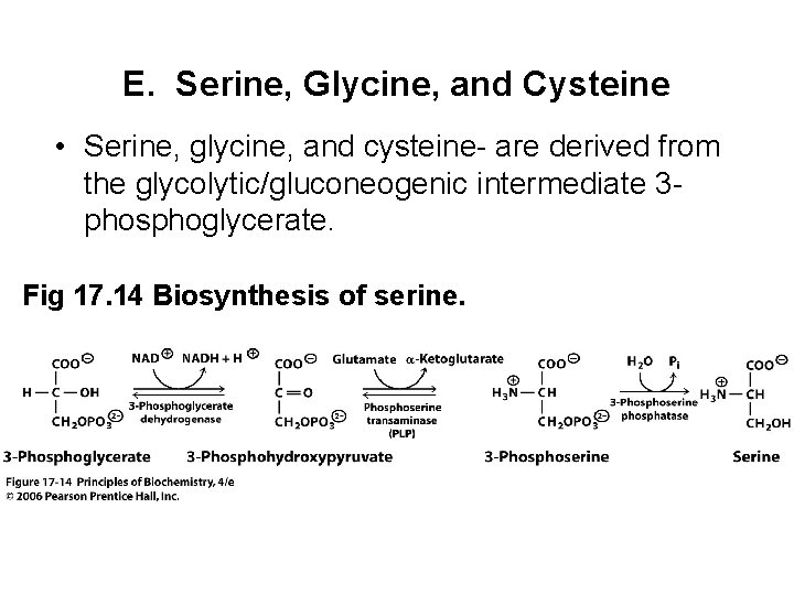 E. Serine, Glycine, and Cysteine • Serine, glycine, and cysteine- are derived from the