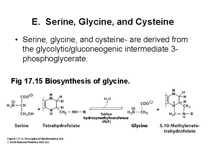 E. Serine, Glycine, and Cysteine • Serine, glycine, and cysteine- are derived from the
