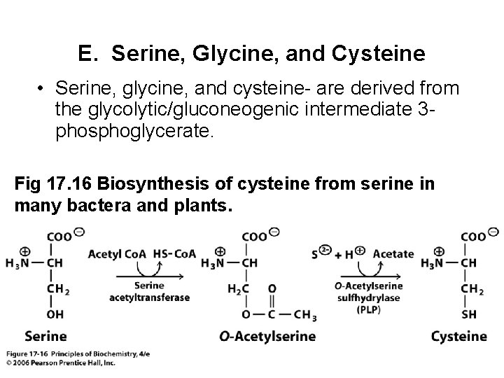 E. Serine, Glycine, and Cysteine • Serine, glycine, and cysteine- are derived from the