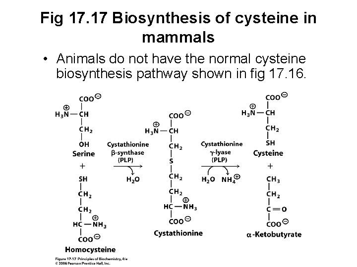 Fig 17. 17 Biosynthesis of cysteine in mammals • Animals do not have the