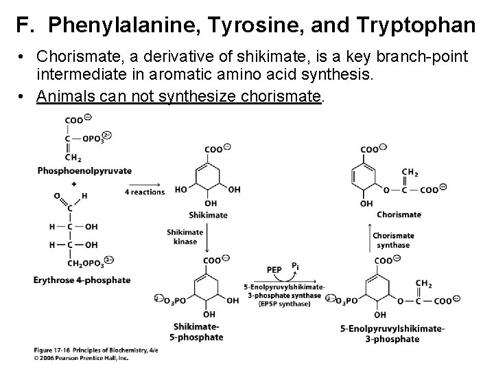 F. Phenylalanine, Tyrosine, and Tryptophan • Chorismate, a derivative of shikimate, is a key