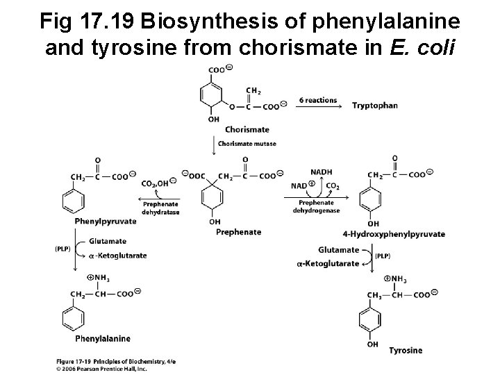 Fig 17. 19 Biosynthesis of phenylalanine and tyrosine from chorismate in E. coli 