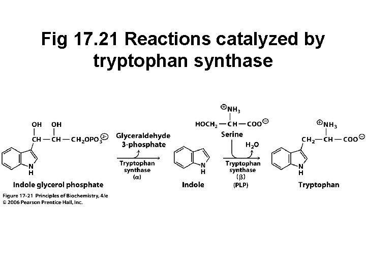 Fig 17. 21 Reactions catalyzed by tryptophan synthase 