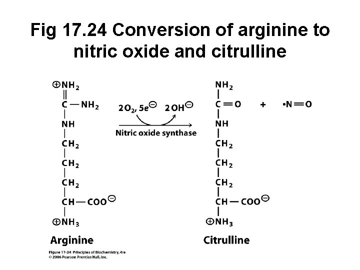 Fig 17. 24 Conversion of arginine to nitric oxide and citrulline 