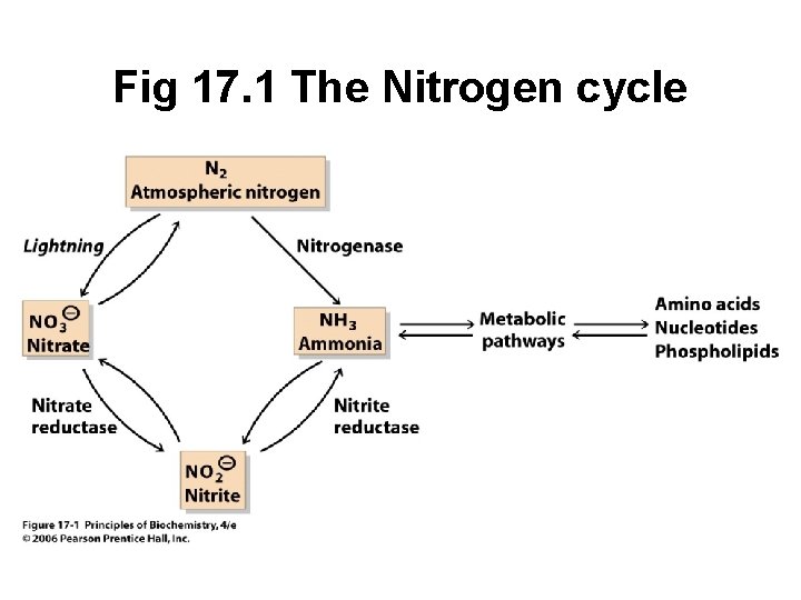 Fig 17. 1 The Nitrogen cycle 