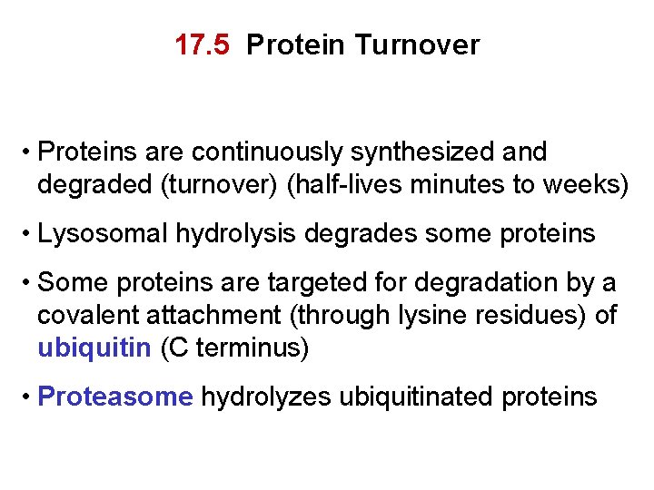 17. 5 Protein Turnover • Proteins are continuously synthesized and degraded (turnover) (half-lives minutes