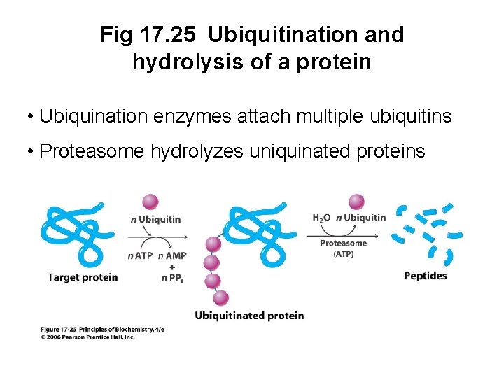 Fig 17. 25 Ubiquitination and hydrolysis of a protein • Ubiquination enzymes attach multiple