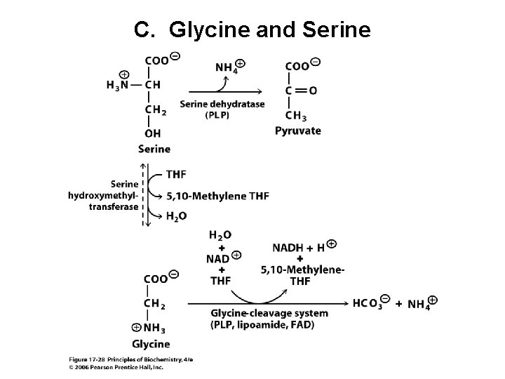 C. Glycine and Serine 