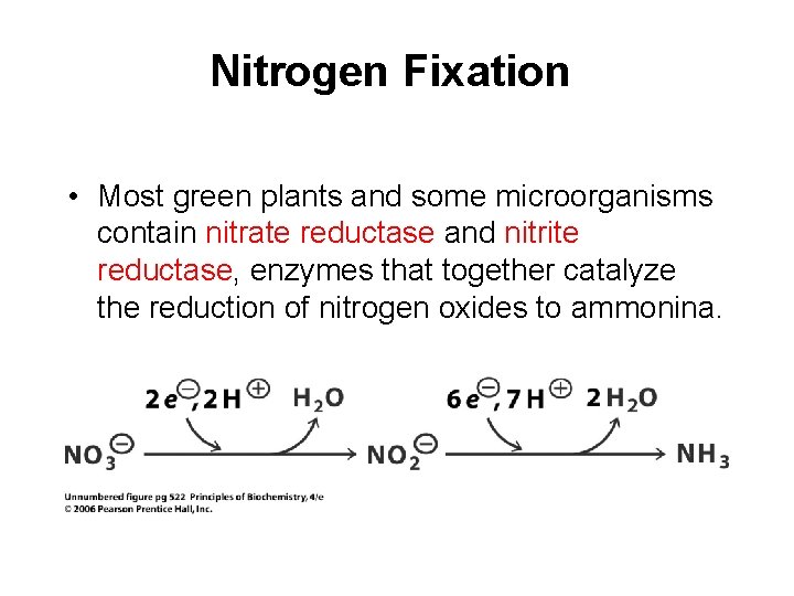 Nitrogen Fixation • Most green plants and some microorganisms contain nitrate reductase and nitrite