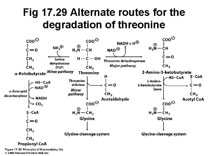 Fig 17. 29 Alternate routes for the degradation of threonine 
