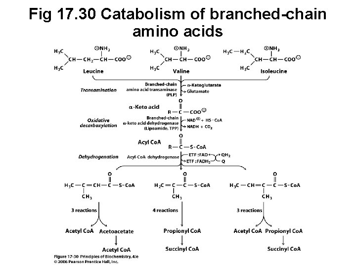 Fig 17. 30 Catabolism of branched-chain amino acids 