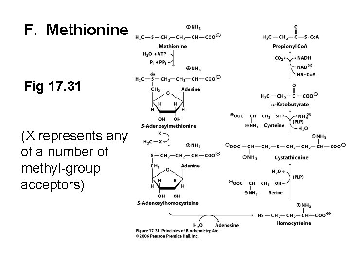 F. Methionine Fig 17. 31 (X represents any of a number of methyl-group acceptors)