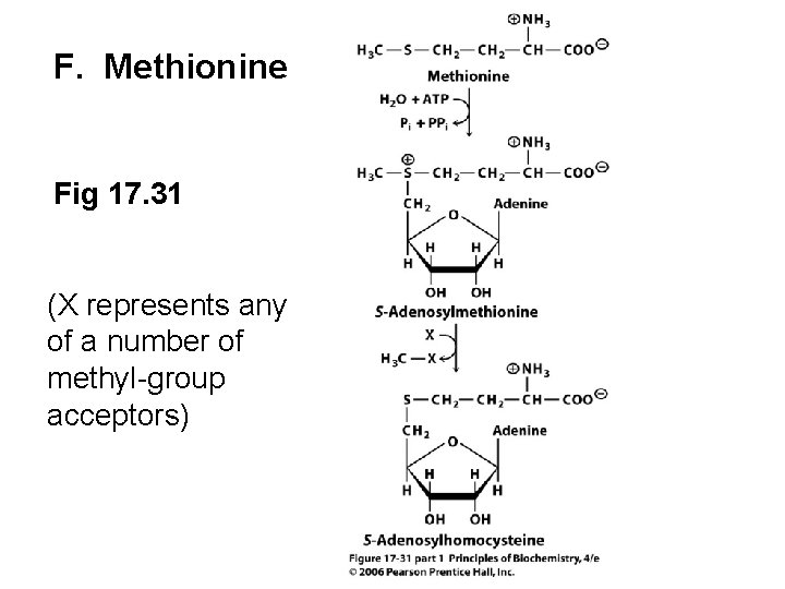 F. Methionine Fig 17. 31 (X represents any of a number of methyl-group acceptors)