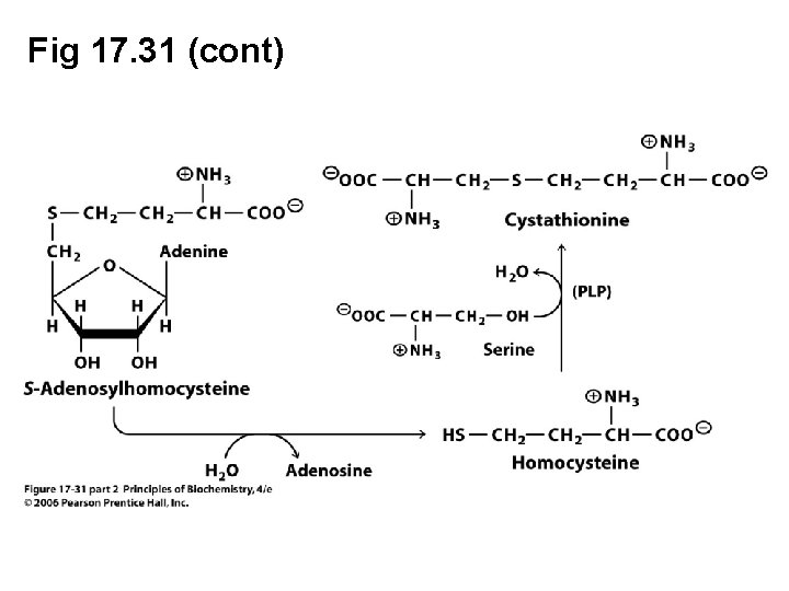 Fig 17. 31 (cont) 