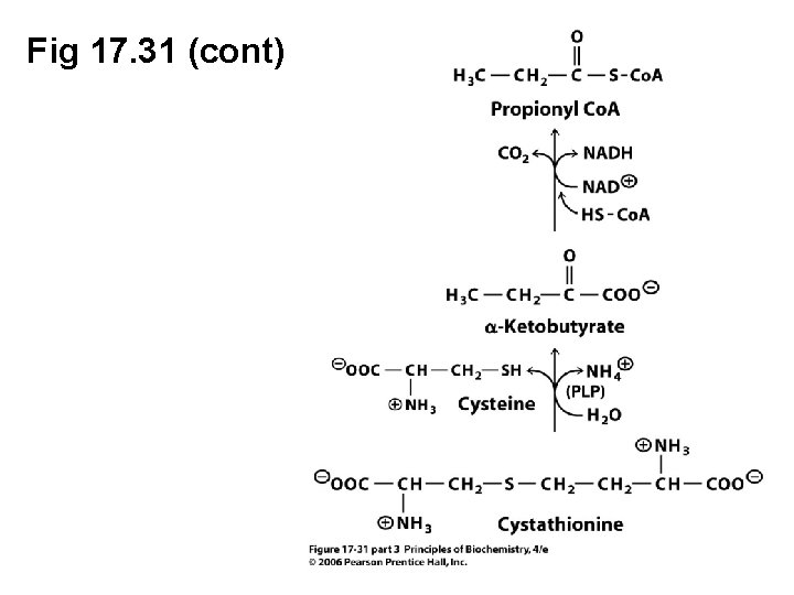 Fig 17. 31 (cont) 