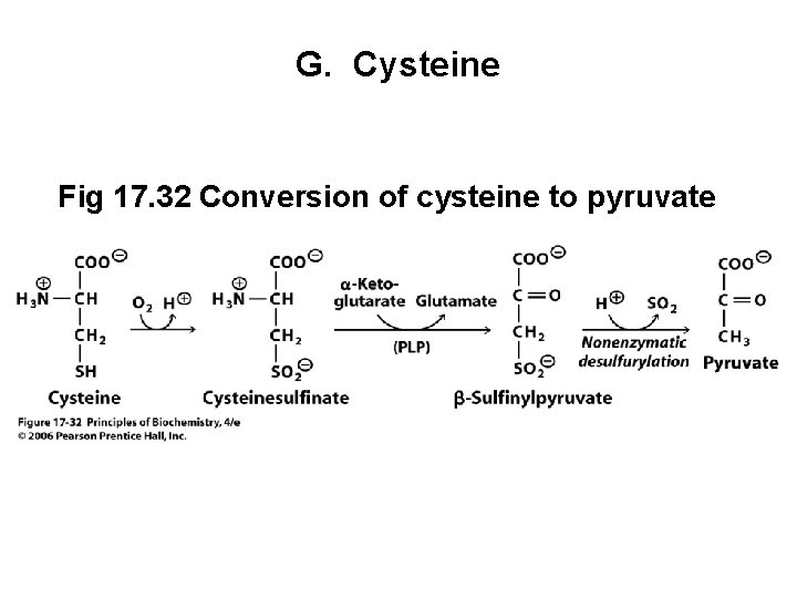 G. Cysteine Fig 17. 32 Conversion of cysteine to pyruvate 