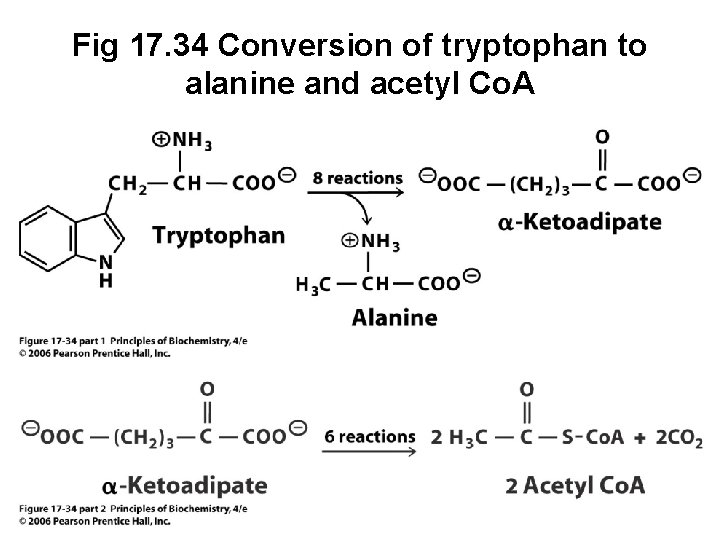 Fig 17. 34 Conversion of tryptophan to alanine and acetyl Co. A 