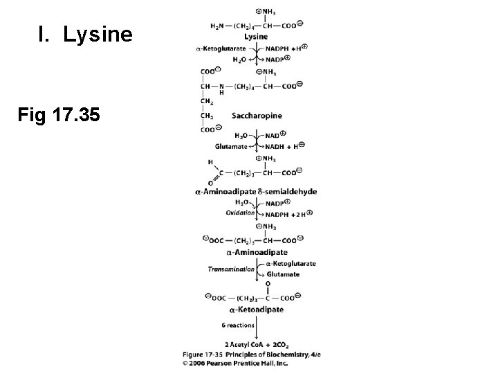 I. Lysine Fig 17. 35 