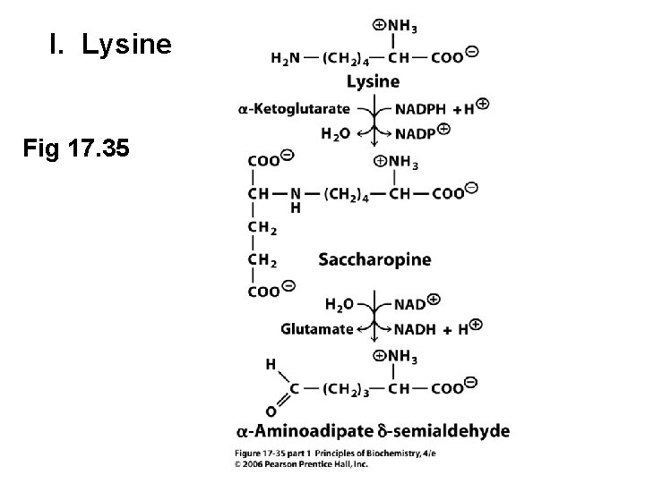 I. Lysine Fig 17. 35 