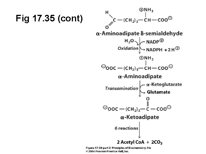 Fig 17. 35 (cont) 