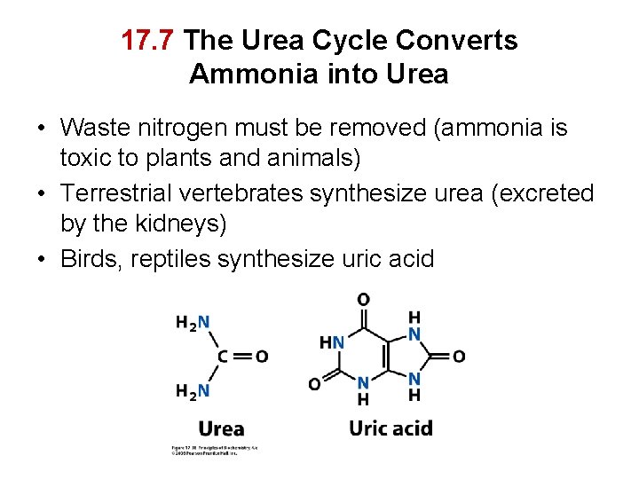 17. 7 The Urea Cycle Converts Ammonia into Urea • Waste nitrogen must be