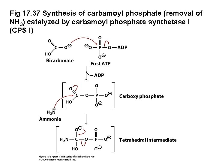 Fig 17. 37 Synthesis of carbamoyl phosphate (removal of NH 3) catalyzed by carbamoyl