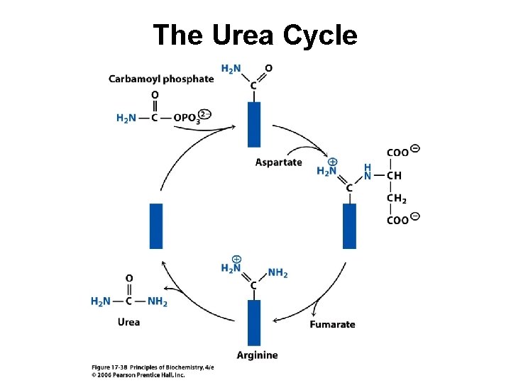 The Urea Cycle 