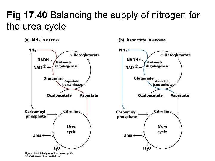 Fig 17. 40 Balancing the supply of nitrogen for the urea cycle 