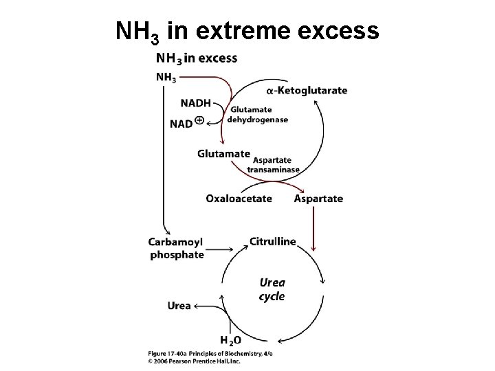 NH 3 in extreme excess 