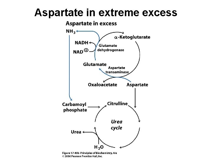 Aspartate in extreme excess 
