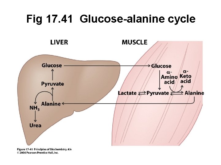 Fig 17. 41 Glucose-alanine cycle 