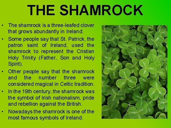 THE SHAMROCK • The shamrock is a three-leafed clover that grows abundantly in Ireland.