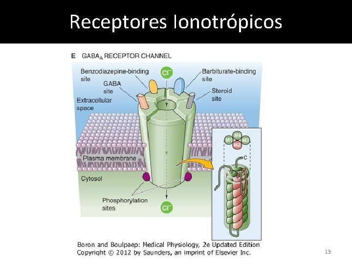 Receptores Ionotrópicos 13 