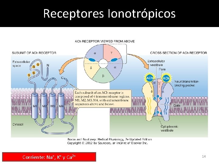 Receptores Ionotrópicos Corriente: Na+, K+ y Ca 2+ 14 