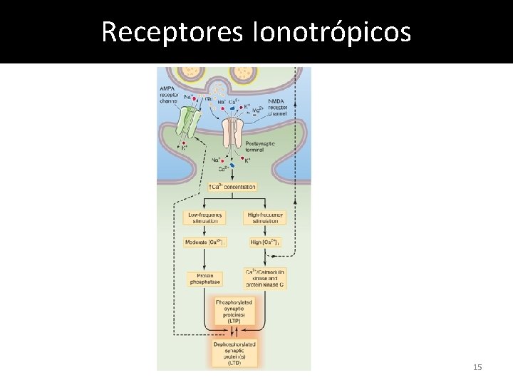 Receptores Ionotrópicos 15 