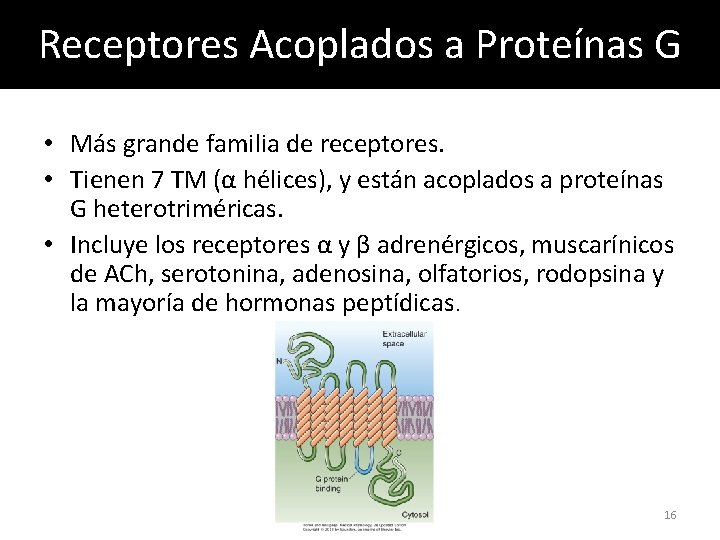 Receptores Acoplados a Proteínas G • Más grande familia de receptores. • Tienen 7