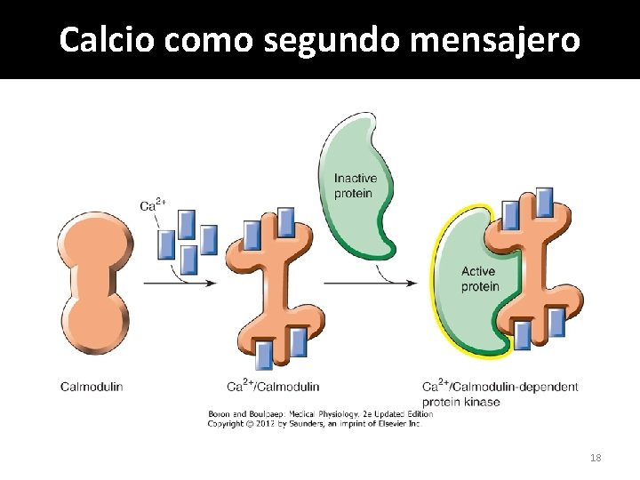 Calcio como segundo mensajero 18 