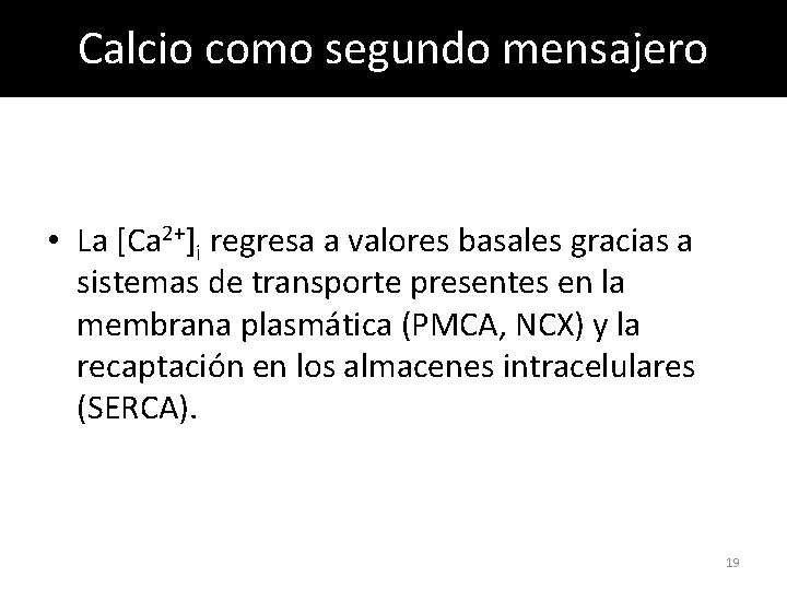 Calcio como segundo mensajero • La [Ca 2+]i regresa a valores basales gracias a