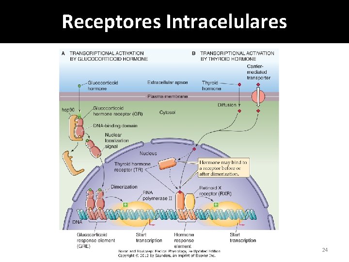 Receptores Intracelulares 24 