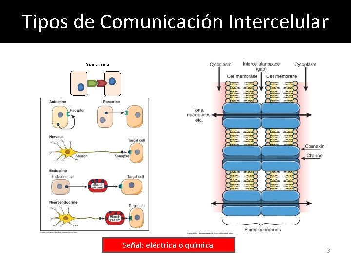 Tipos de Comunicación Intercelular Yuxtacrina Señal: eléctrica o química. 3 