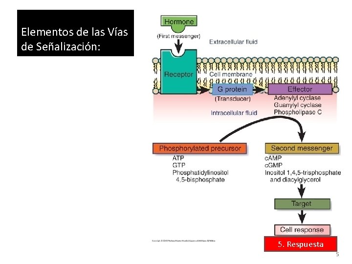 Elementos de las Vías de Señalización: 5. Respuesta 5 