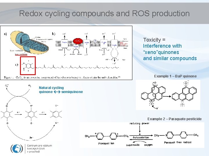 Redox cycling compounds and ROS production Toxicity = Interference with “xeno”quinones and similar compounds Redox cycling compounds and ROS production Toxicity = Interference with “xeno”quinones and similar compounds