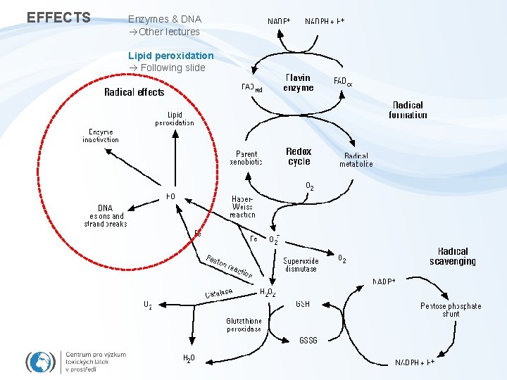 EFFECTS Enzymes & DNA Other lectures Lipid peroxidation Following slide 