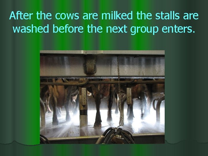 After the cows are milked the stalls are washed before the next group enters.