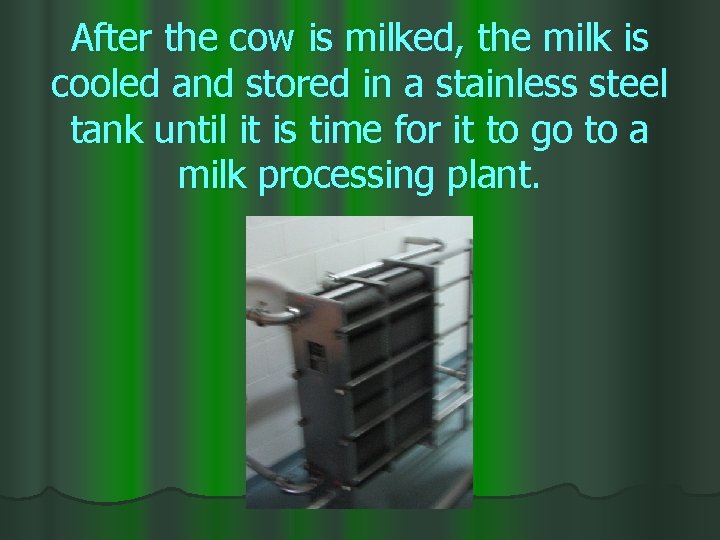 After the cow is milked, the milk is cooled and stored in a stainless