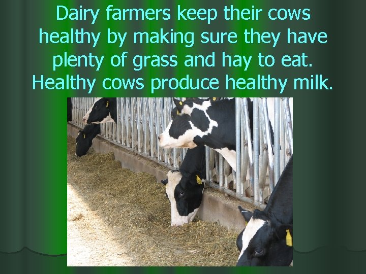 Dairy farmers keep their cows healthy by making sure they have plenty of grass