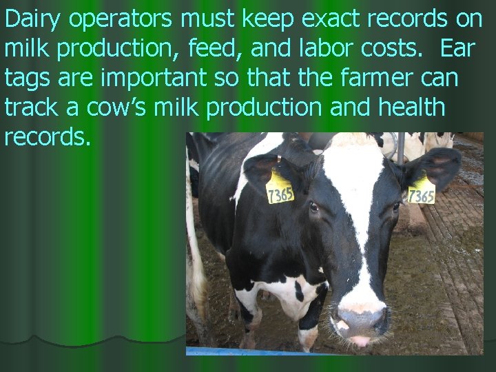 Dairy operators must keep exact records on milk production, feed, and labor costs. Ear