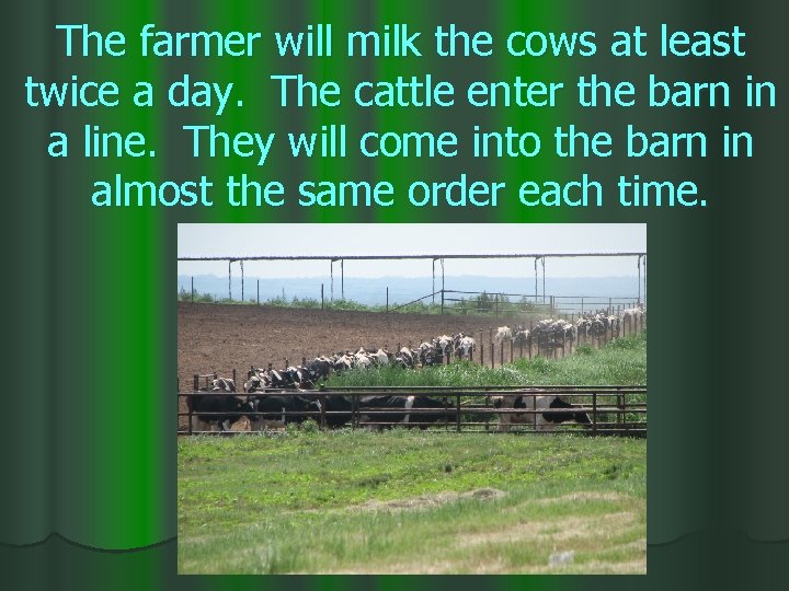 The farmer will milk the cows at least twice a day. The cattle enter