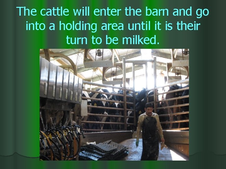 The cattle will enter the barn and go into a holding area until it