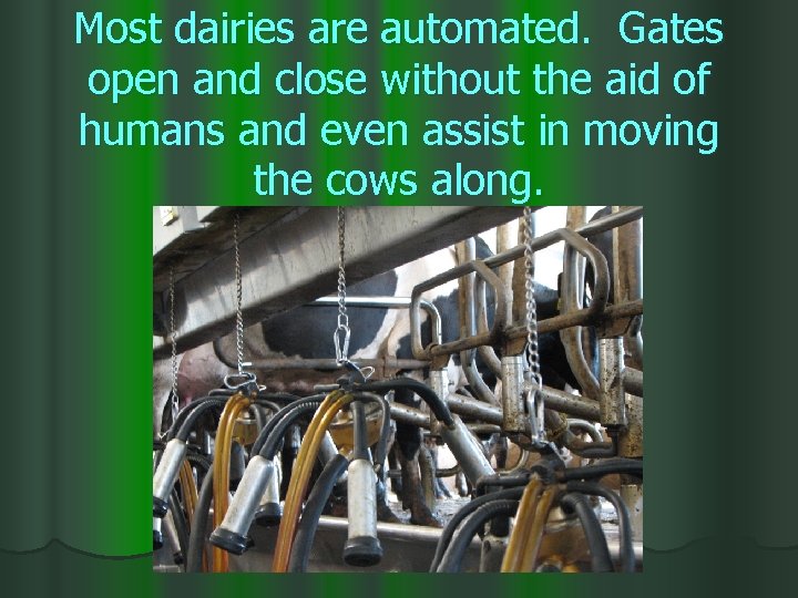 Most dairies are automated. Gates open and close without the aid of humans and